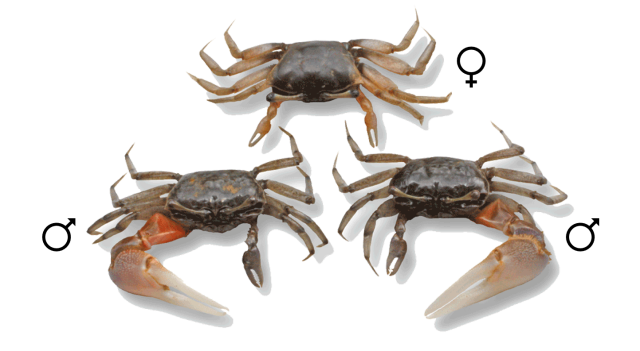 Flirting, fighting and fitness: sexual dimorphism in fiddler crabs