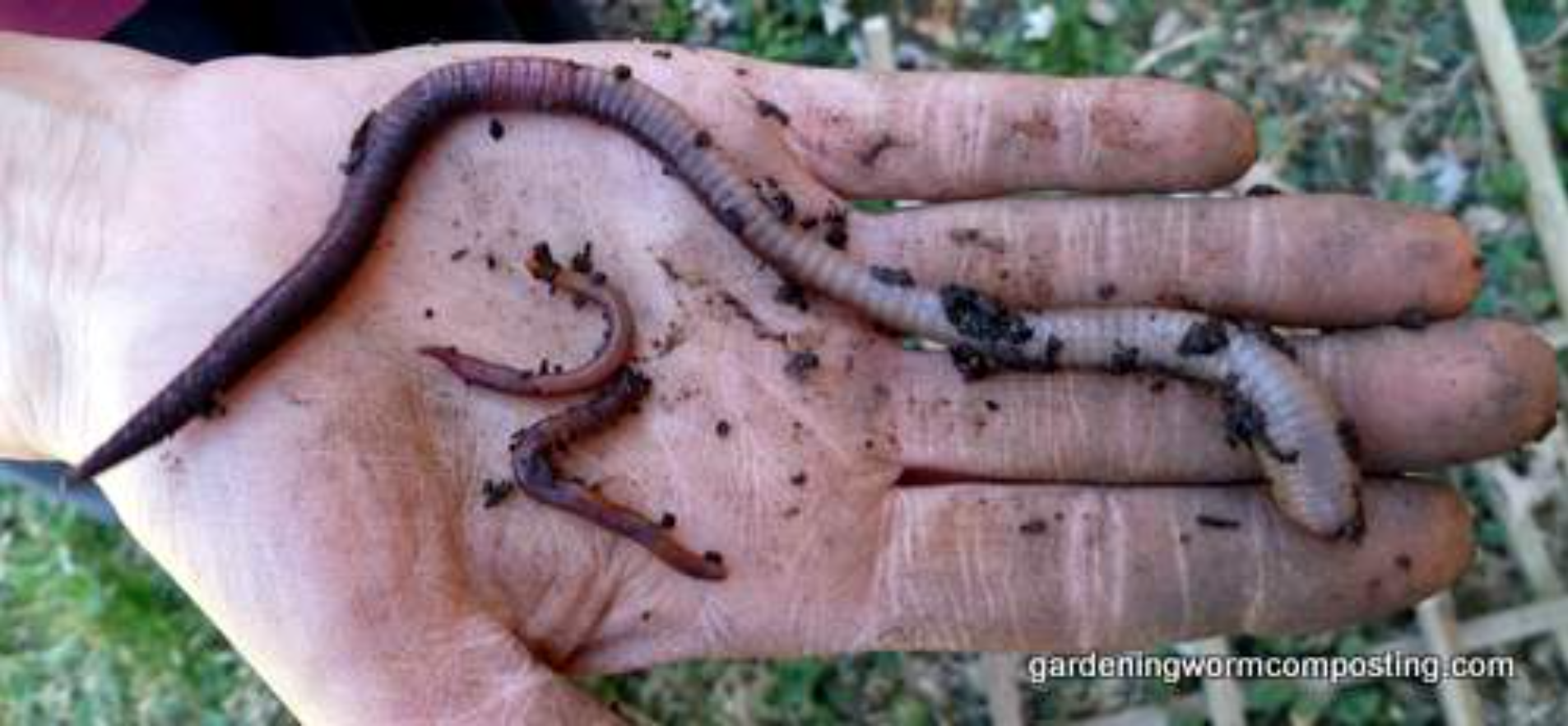 Do Earthworms Really Like the “Worm” Welcome?